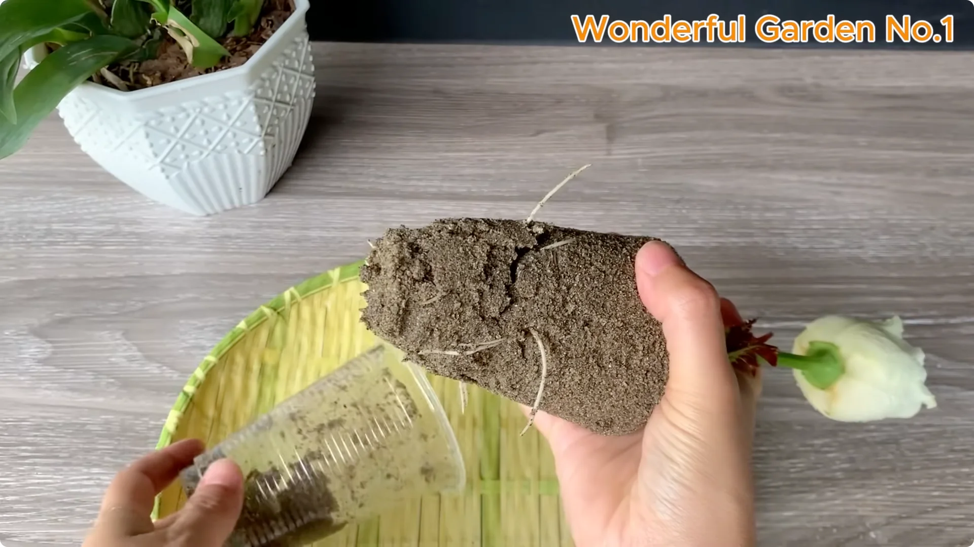 How a Rose Branch Grows 1001 Roots Overnight in an Egg screenshot 8