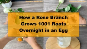 How a Rose Branch Grows 1001 Roots Overnight in an Egg - Featured Image