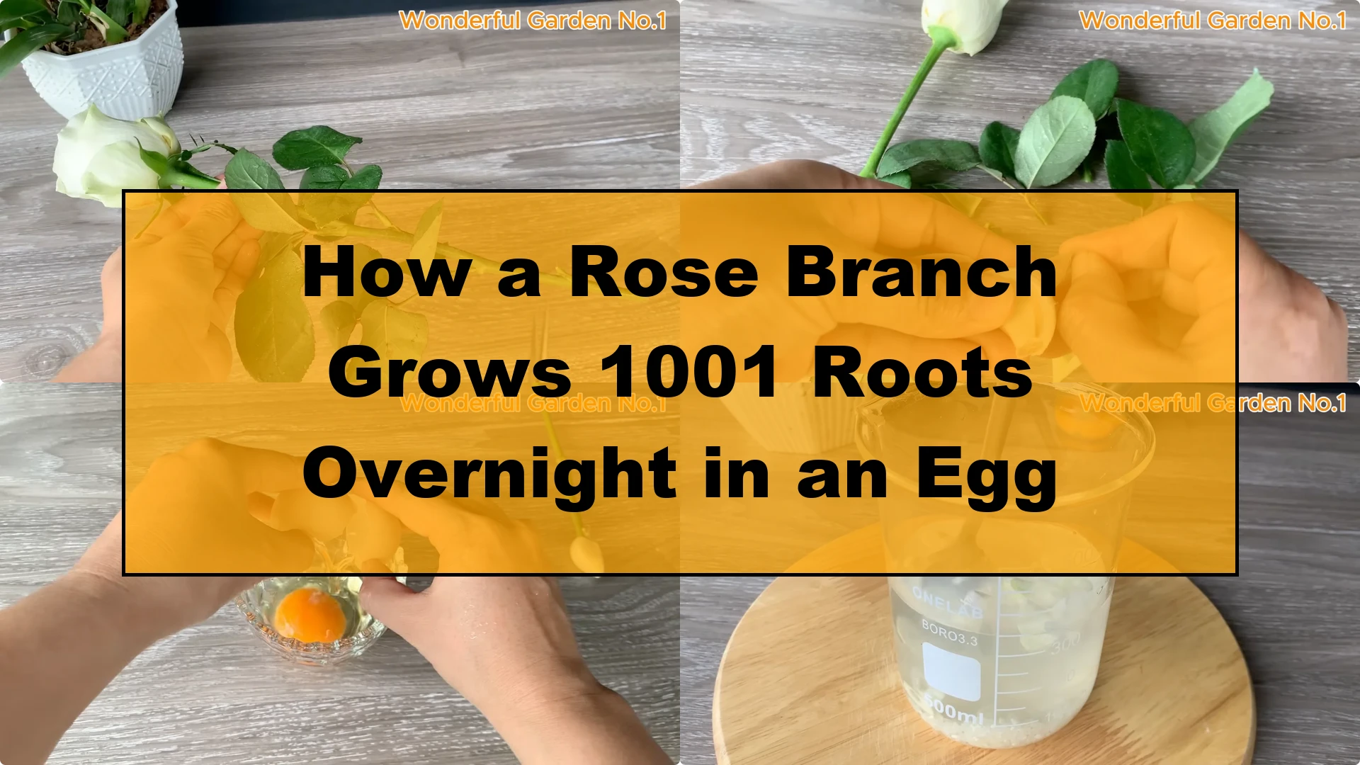 How a Rose Branch Grows 1001 Roots Overnight in an Egg - Featured Image