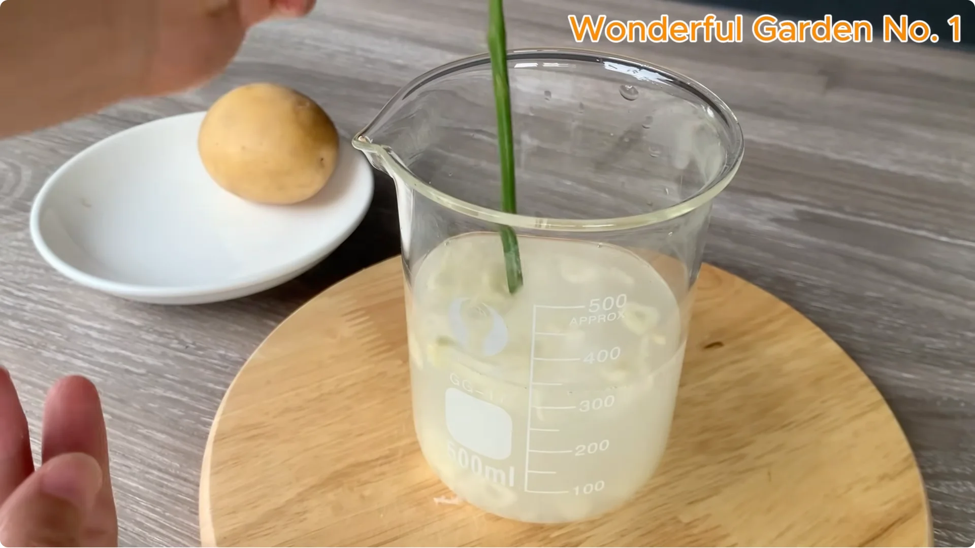 How a Rose in a Potato Grows 99 Roots Overnight screenshot 11