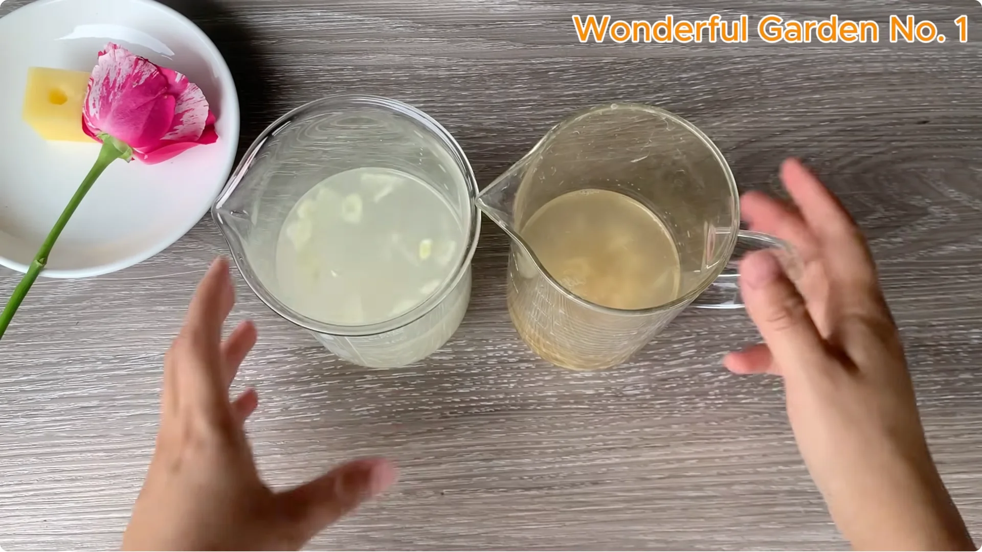 How a Rose in a Potato Grows 99 Roots Overnight screenshot 15