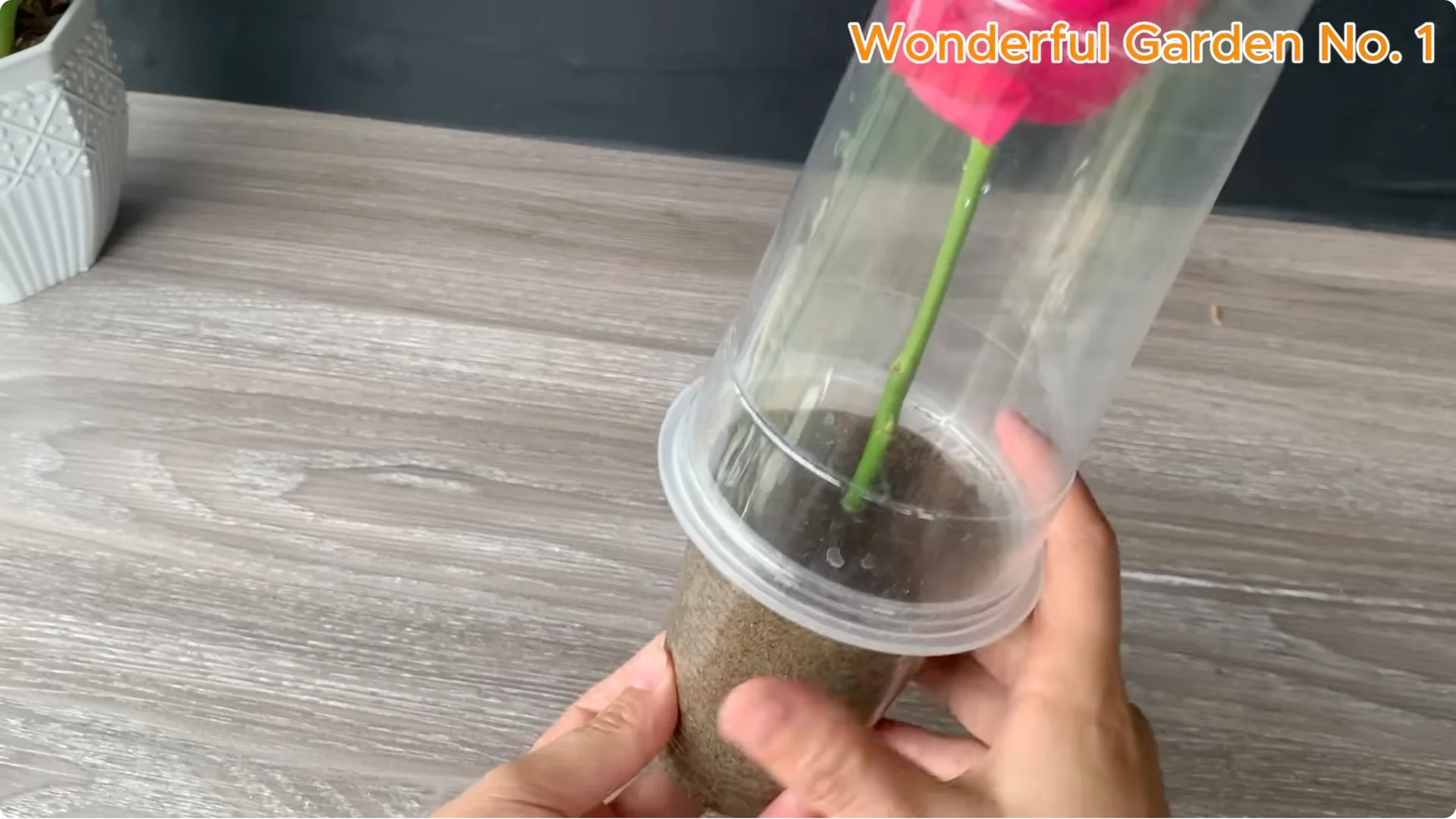 How a Rose in a Potato Grows 99 Roots Overnight screenshot 19