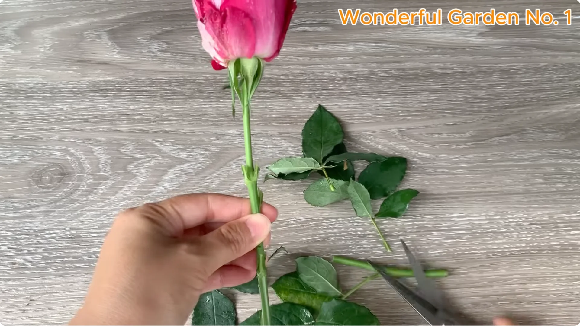 How a Rose in a Potato Grows 99 Roots Overnight screenshot 2