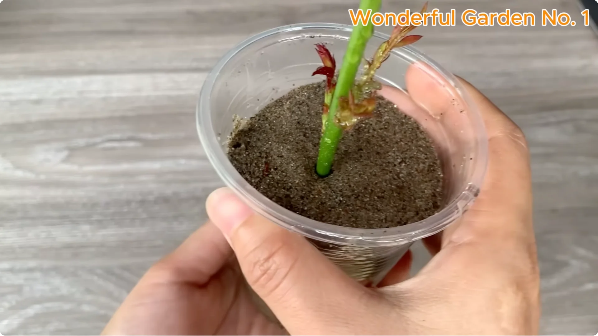 How a Rose in a Potato Grows 99 Roots Overnight screenshot 20