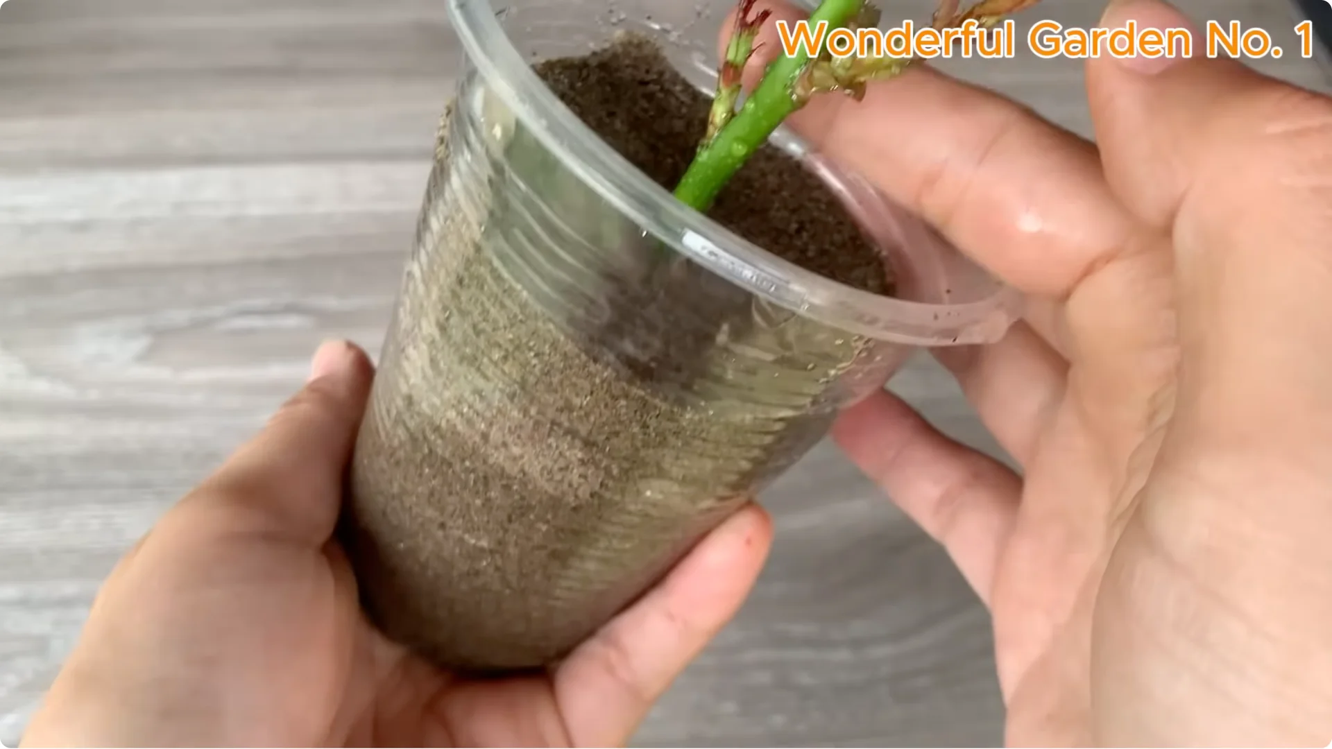 How a Rose in a Potato Grows 99 Roots Overnight screenshot 21