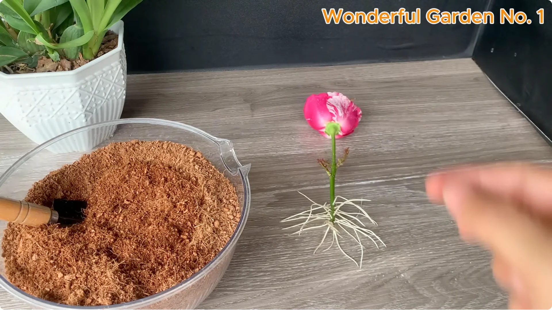 How a Rose in a Potato Grows 99 Roots Overnight screenshot 22