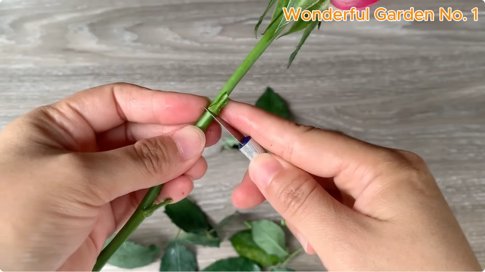 How a Rose in a Potato Grows 99 Roots Overnight screenshot 3