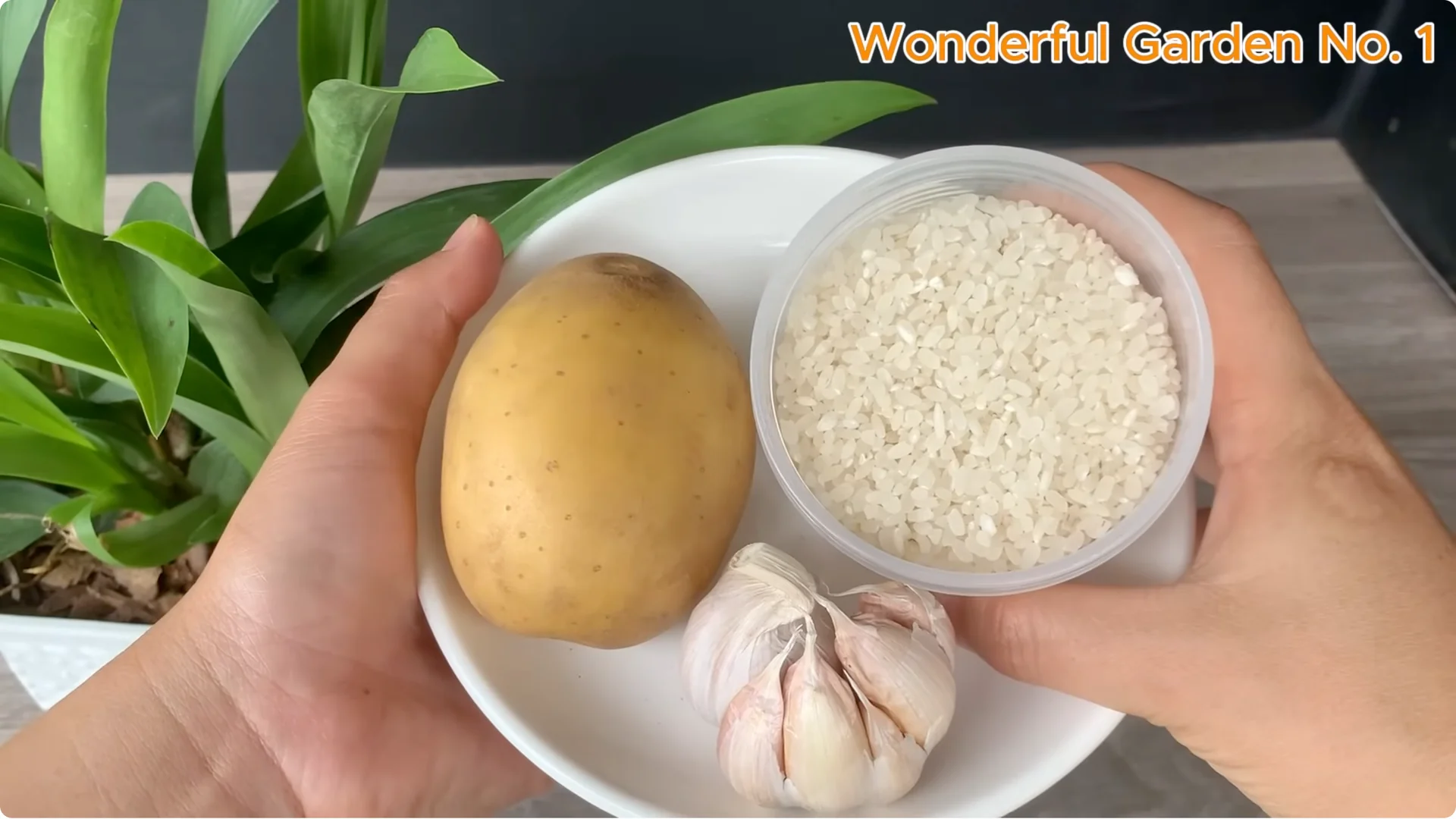 How a Rose in a Potato Grows 99 Roots Overnight screenshot 6