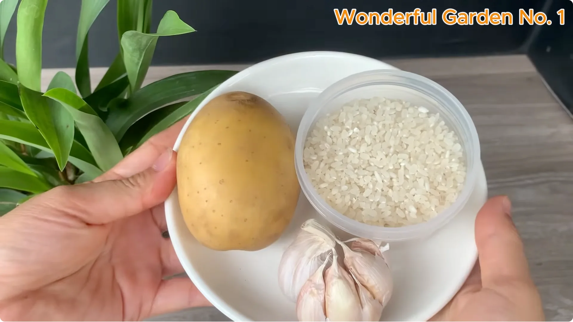 How a Rose in a Potato Grows 99 Roots Overnight screenshot 7