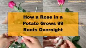 How a Rose in a Potato Grows 99 Roots Overnight - Featured Image