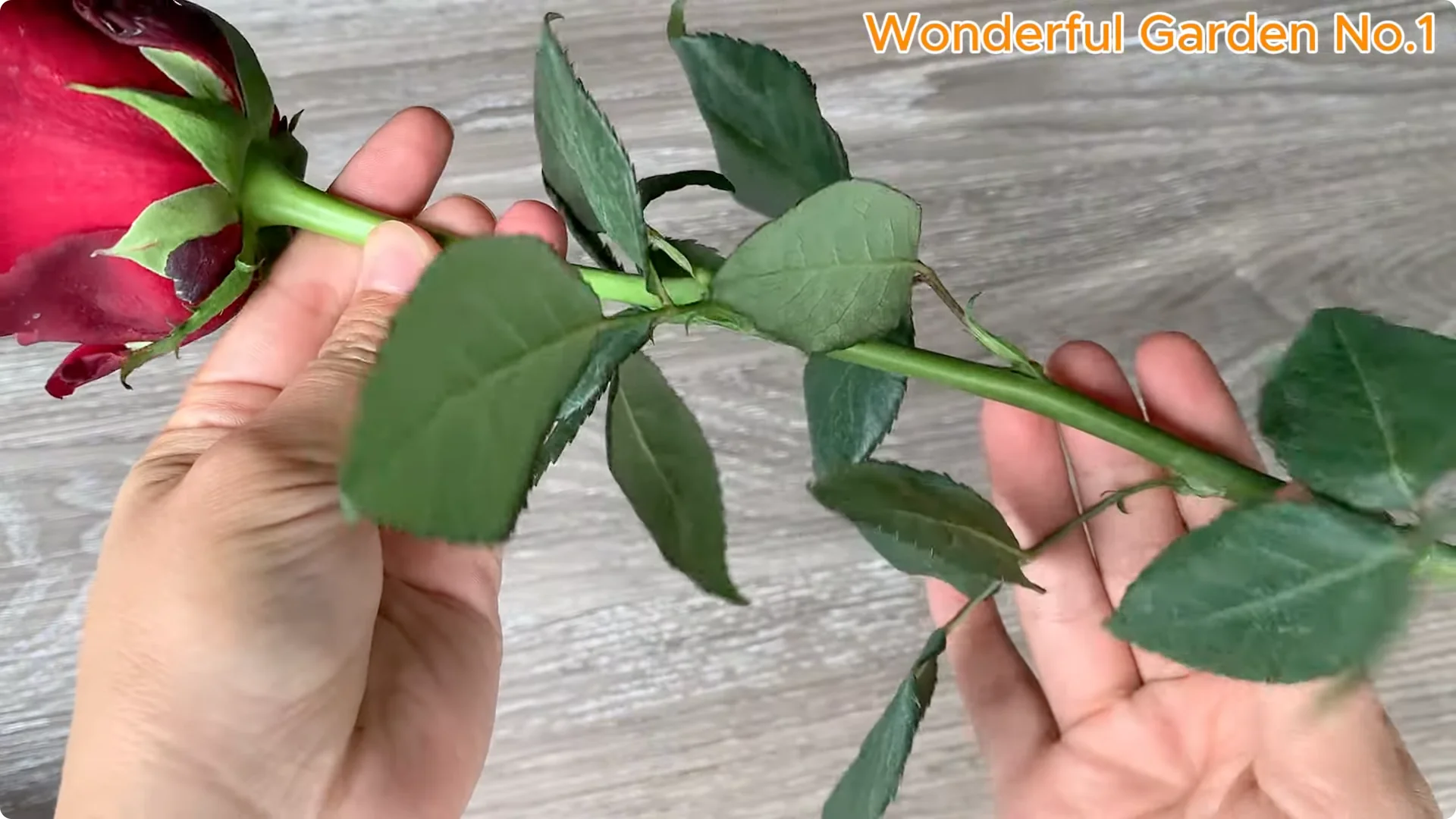 How Apples Unlock the Secret to Growing Unique Roses screenshot 1