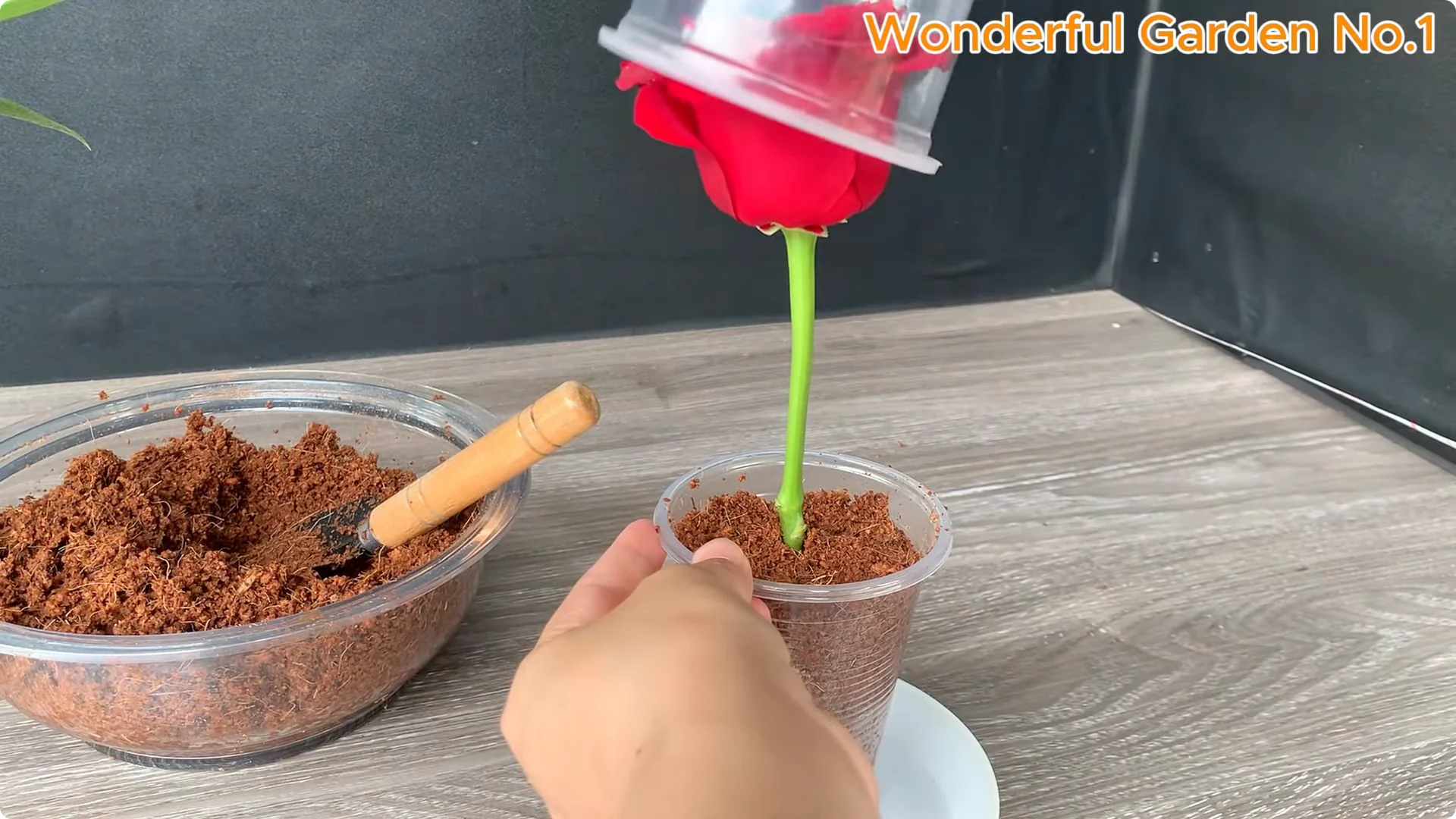 How Apples Unlock the Secret to Growing Unique Roses screenshot 12