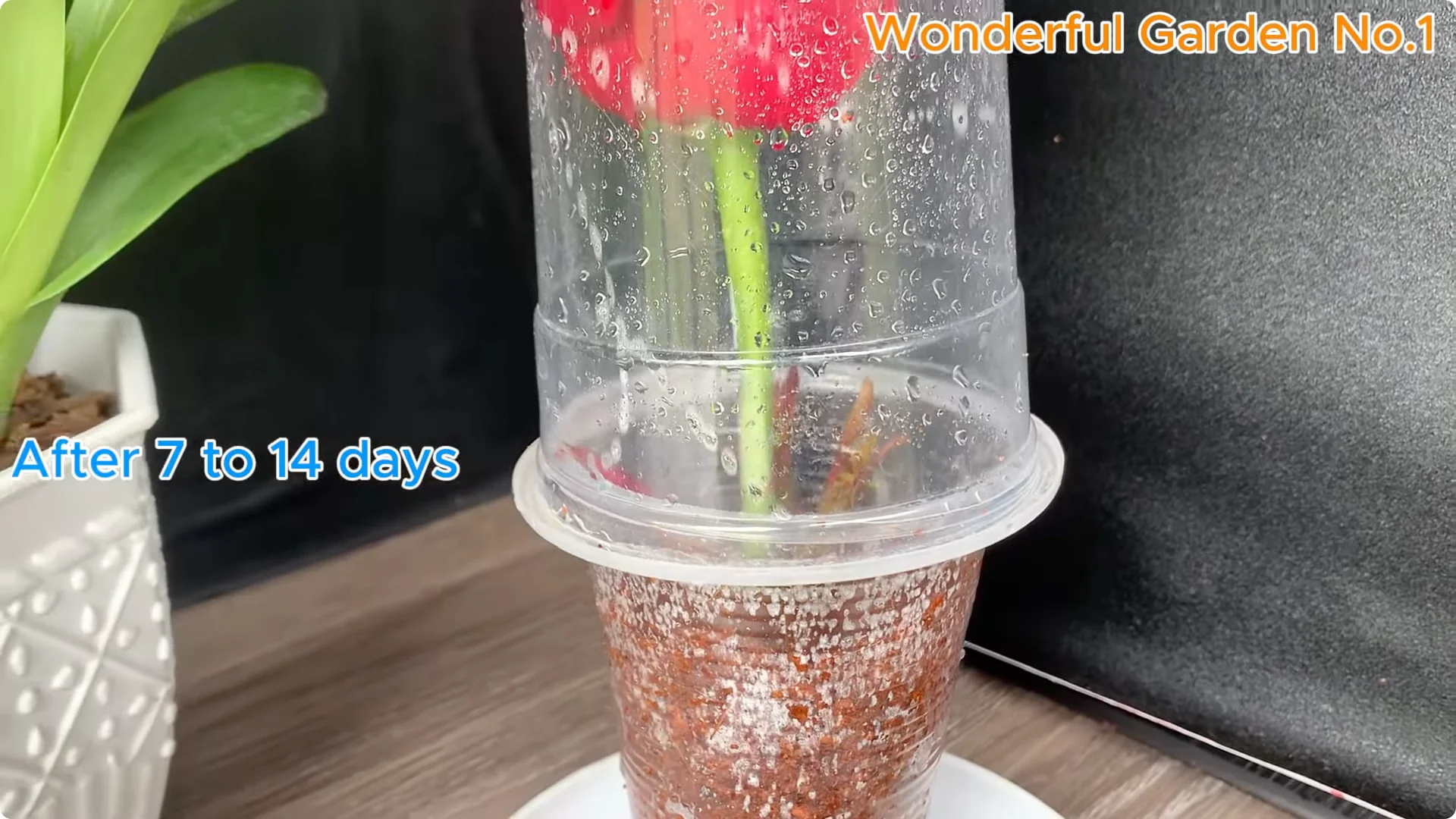 How Apples Unlock the Secret to Growing Unique Roses screenshot 14