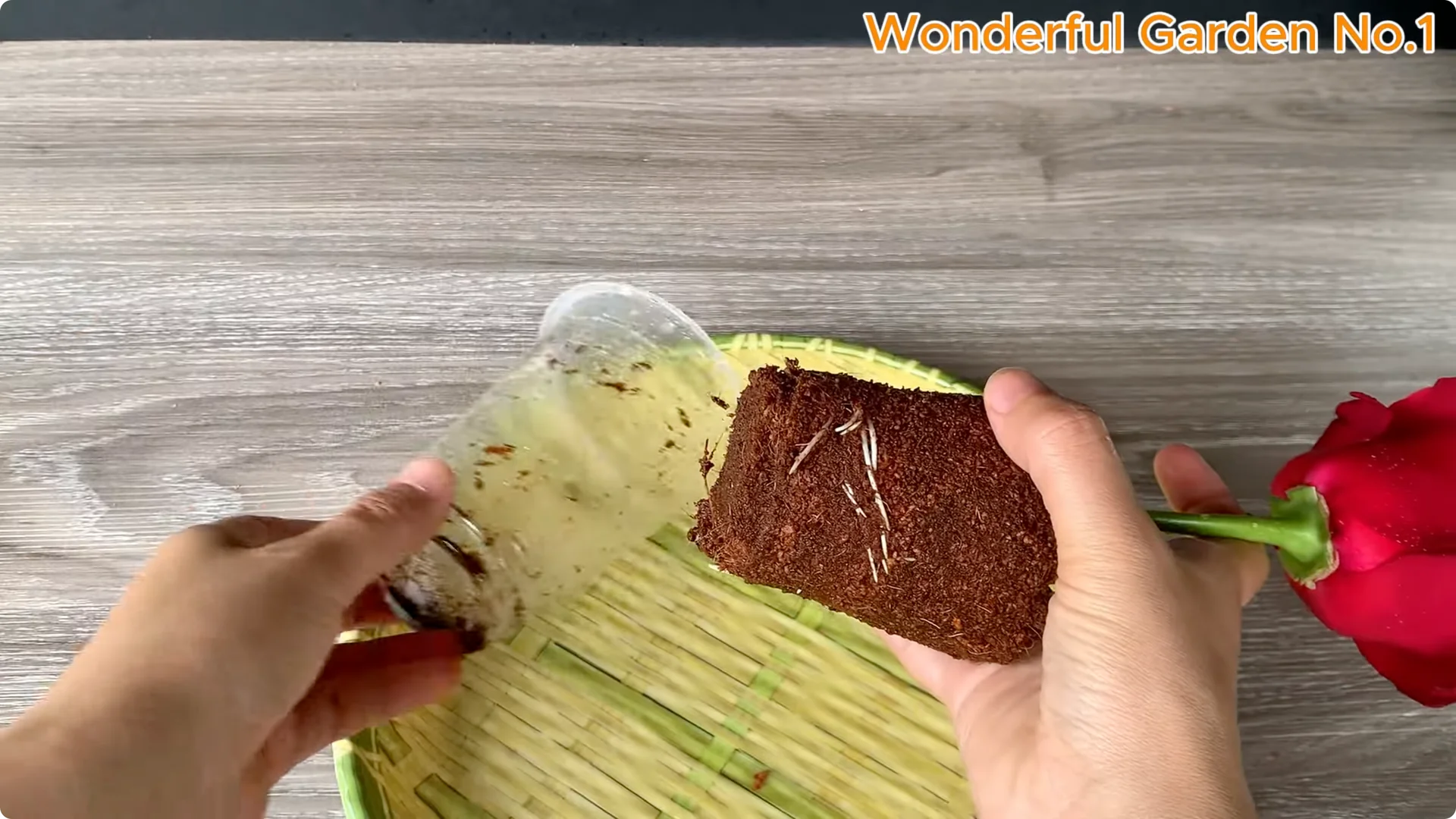 How Apples Unlock the Secret to Growing Unique Roses screenshot 15