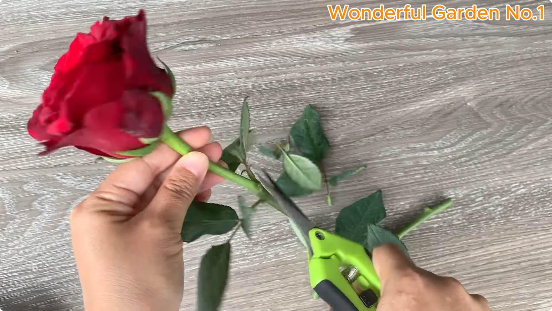 How Apples Unlock the Secret to Growing Unique Roses screenshot 2