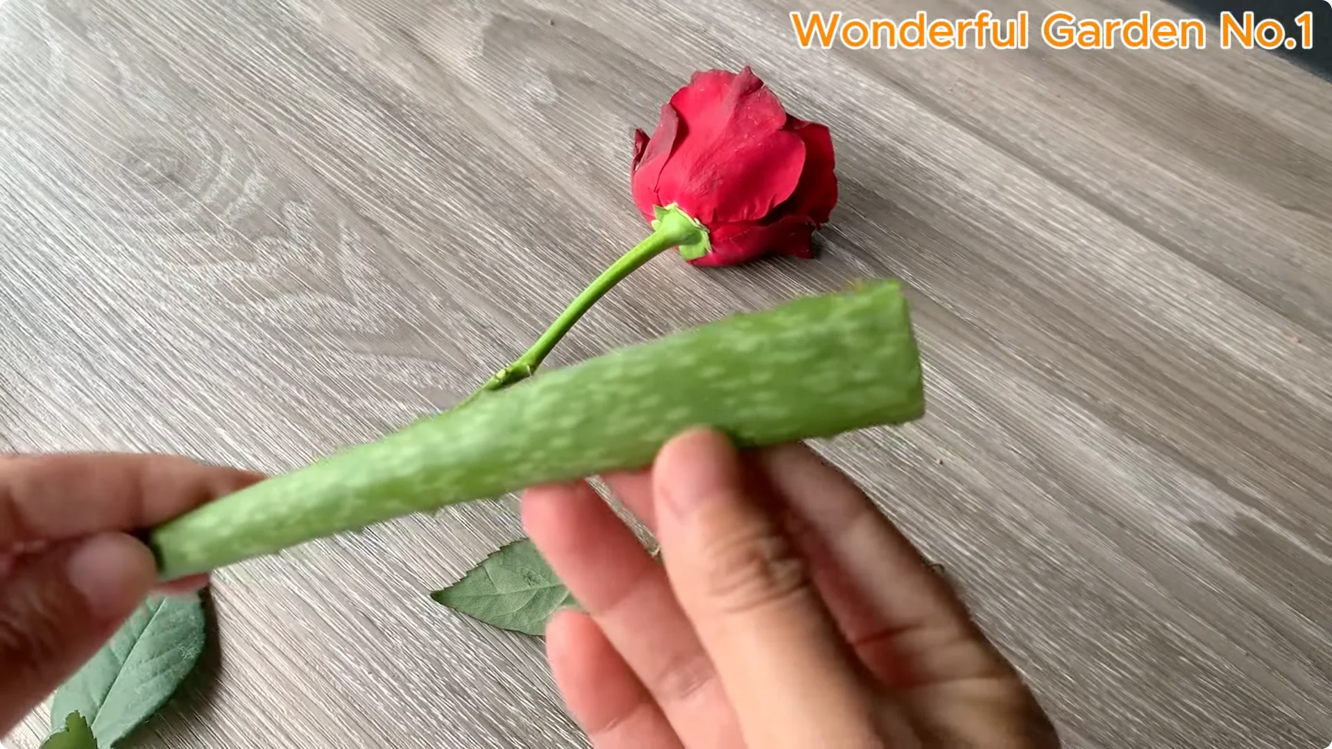 How Apples Unlock the Secret to Growing Unique Roses screenshot 3