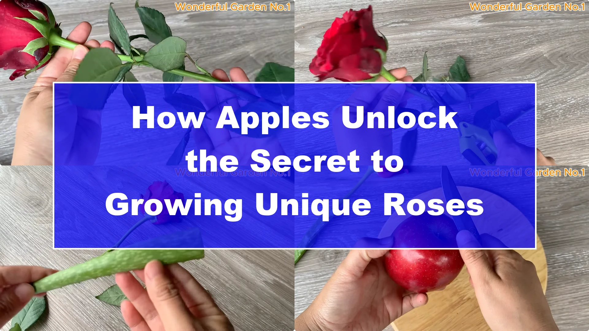 How Apples Unlock the Secret to Growing Unique Roses - Featured Image