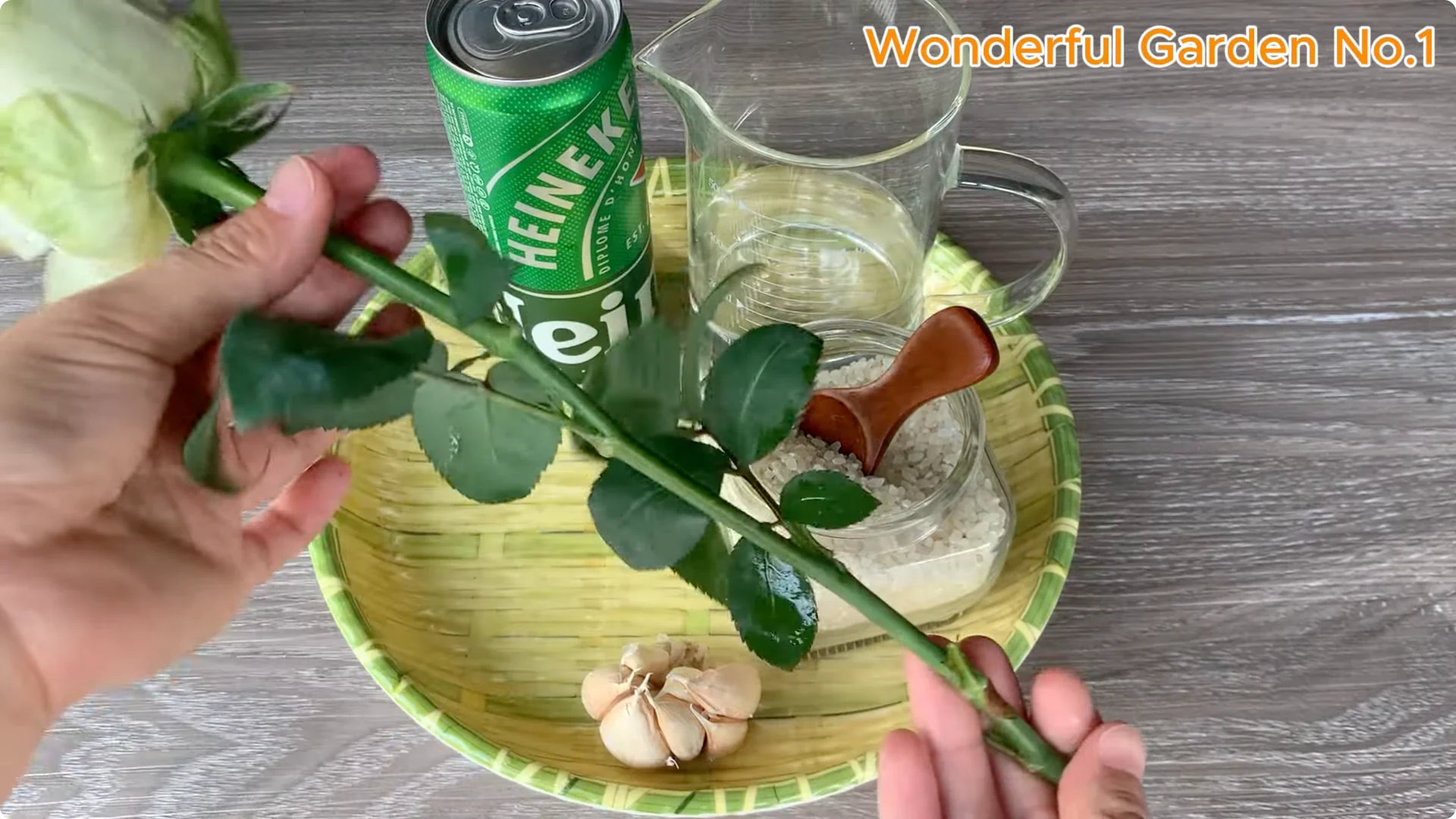 How Beer Boosts Root Growth in Rose Cuttings screenshot 1