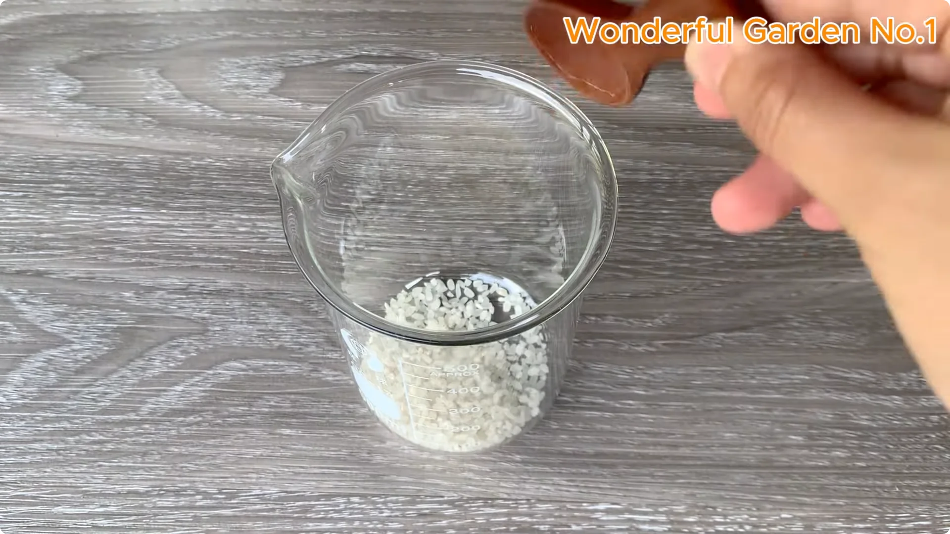 How Beer Boosts Root Growth in Rose Cuttings screenshot 10