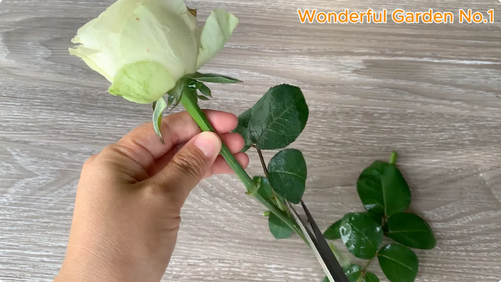 How Beer Boosts Root Growth in Rose Cuttings screenshot 14