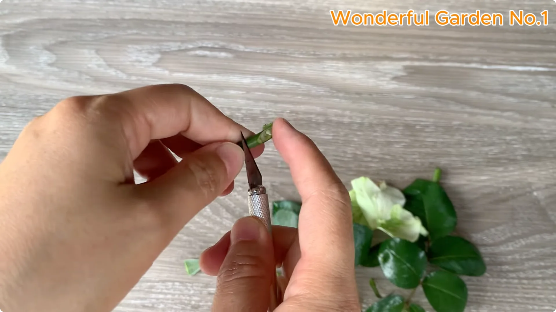 How Beer Boosts Root Growth in Rose Cuttings screenshot 16