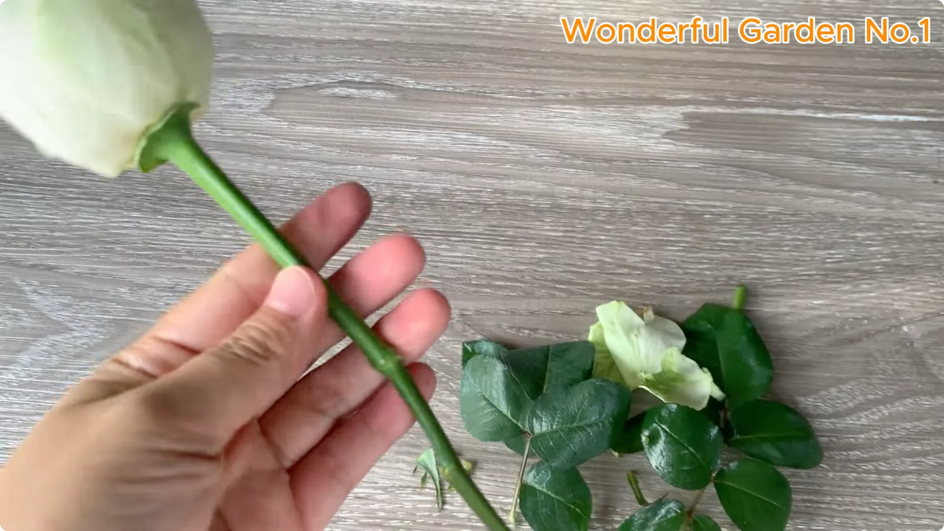 How Beer Boosts Root Growth in Rose Cuttings screenshot 17