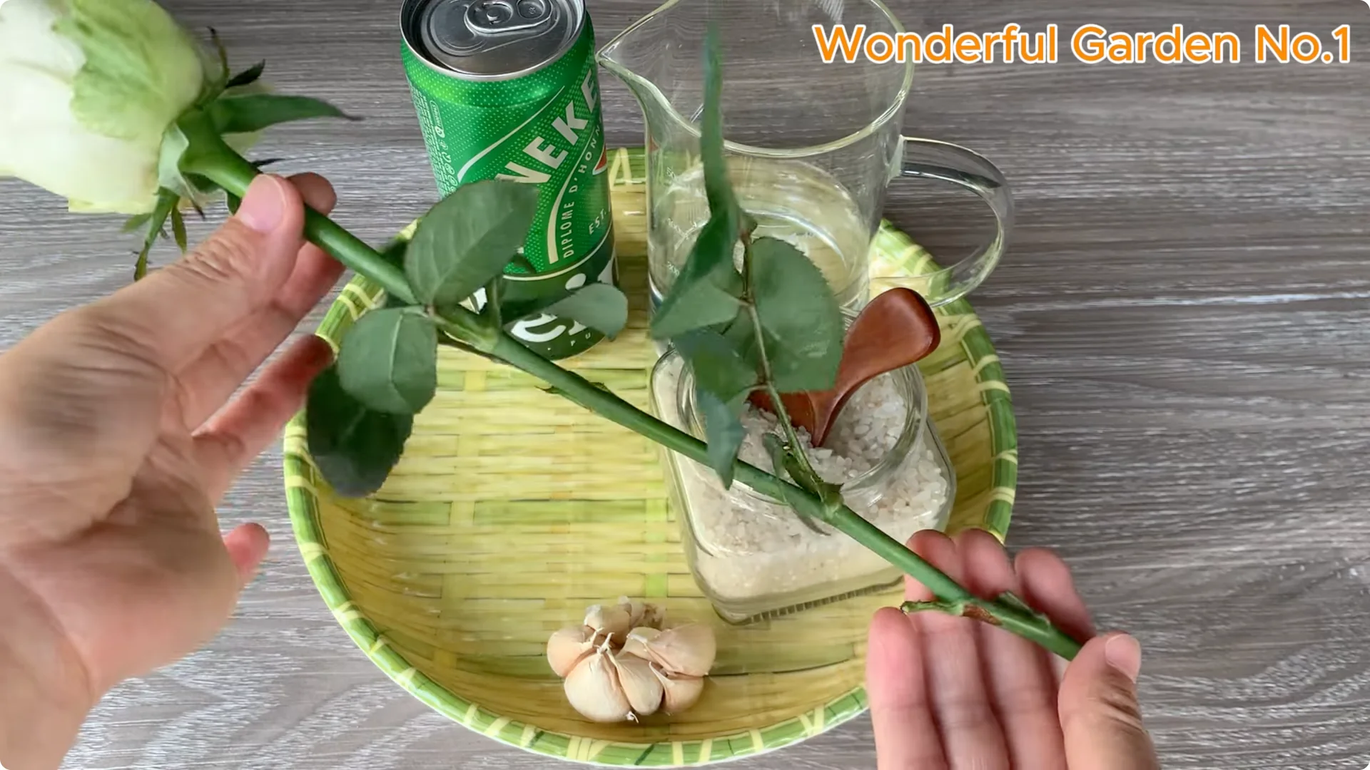 How Beer Boosts Root Growth in Rose Cuttings screenshot 2