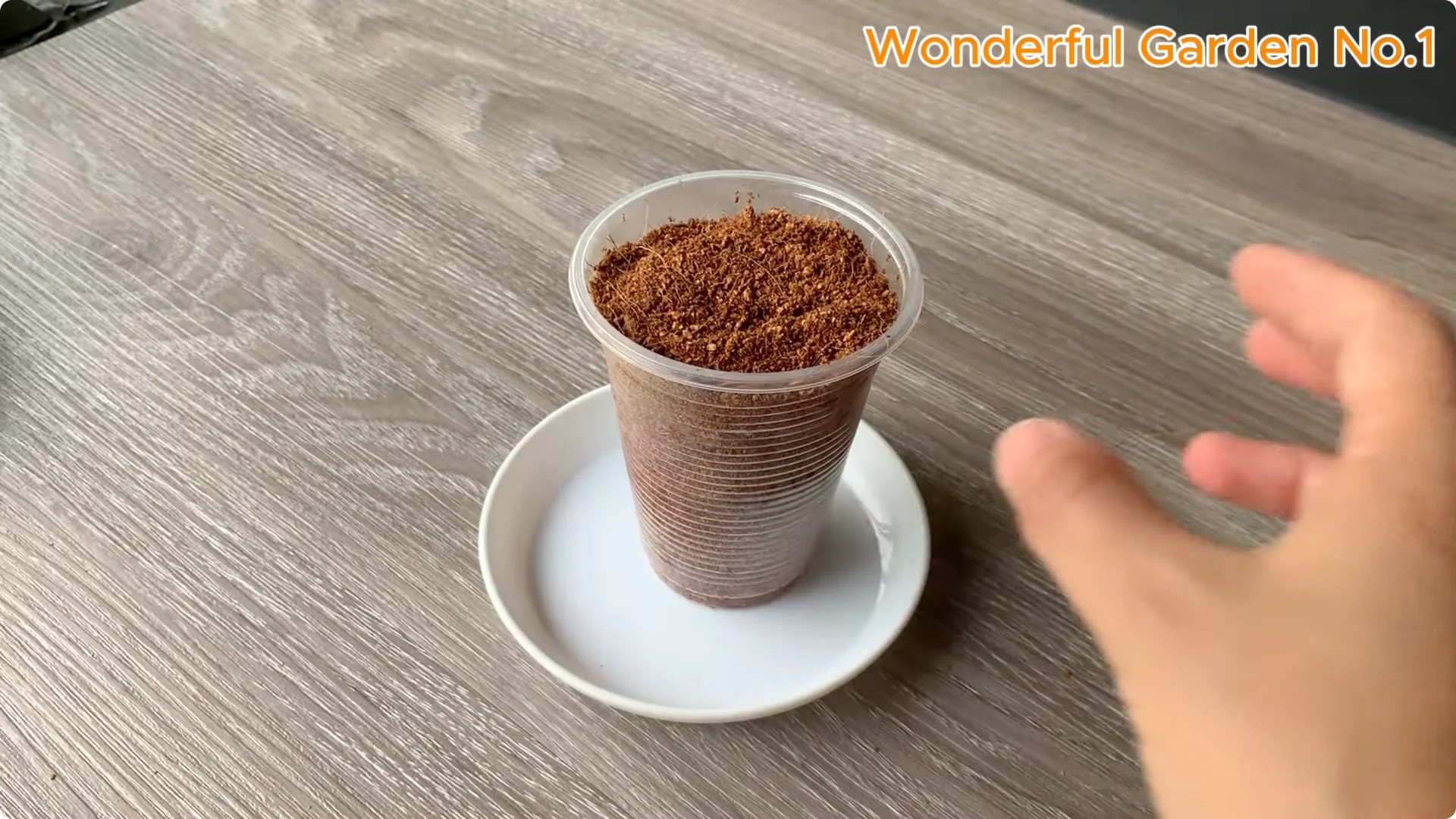 How Beer Boosts Root Growth in Rose Cuttings screenshot 20