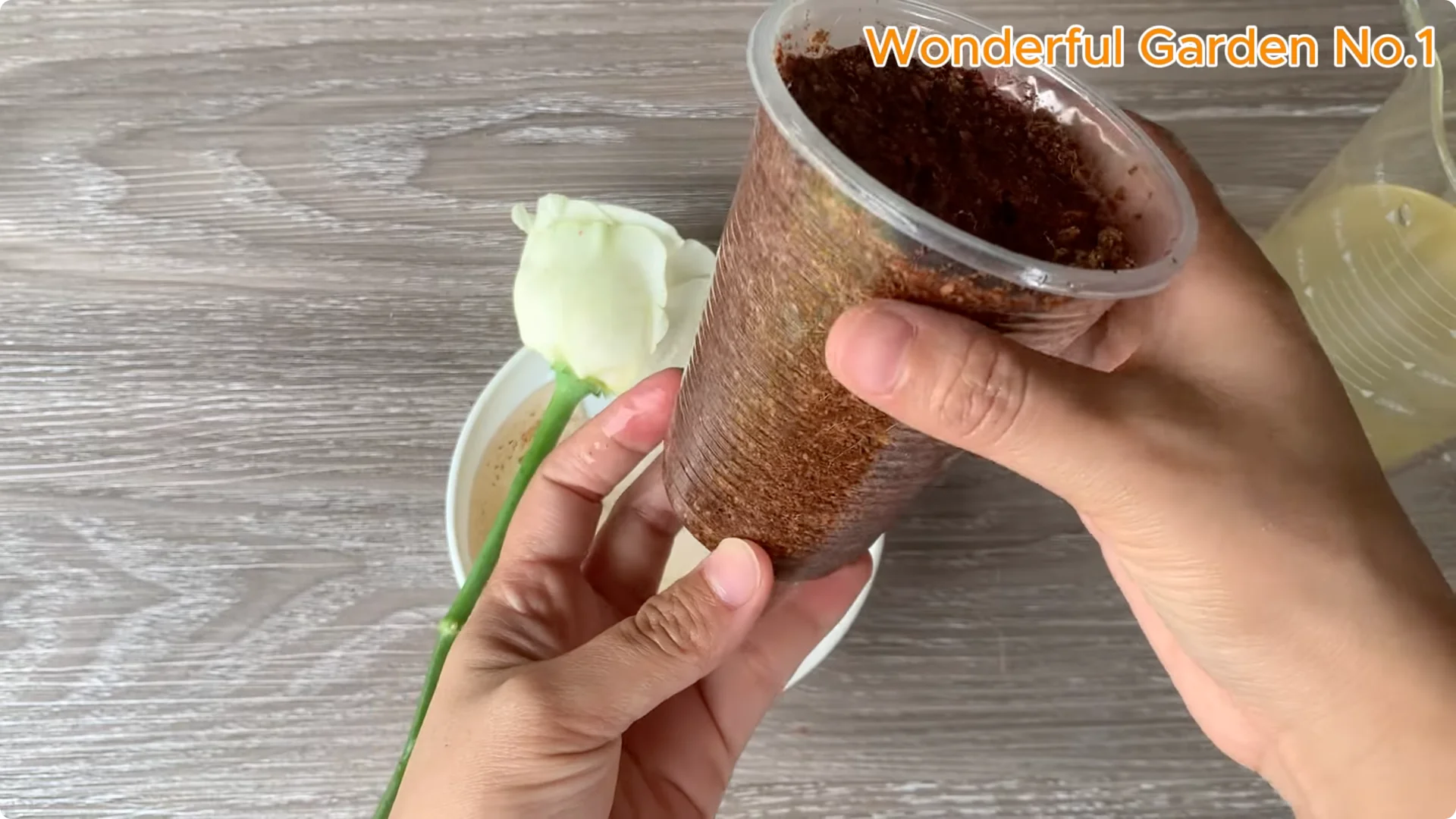 How Beer Boosts Root Growth in Rose Cuttings screenshot 21