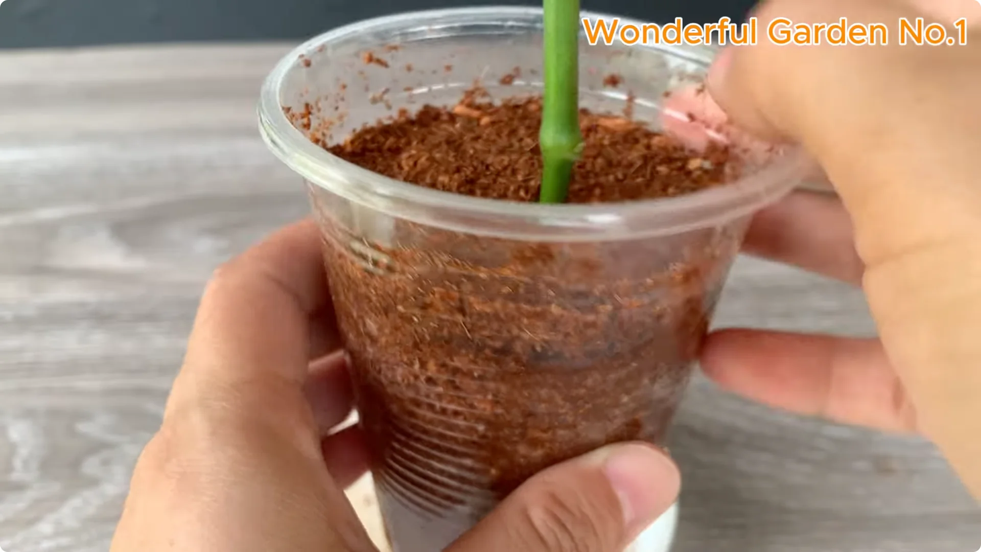 How Beer Boosts Root Growth in Rose Cuttings screenshot 23