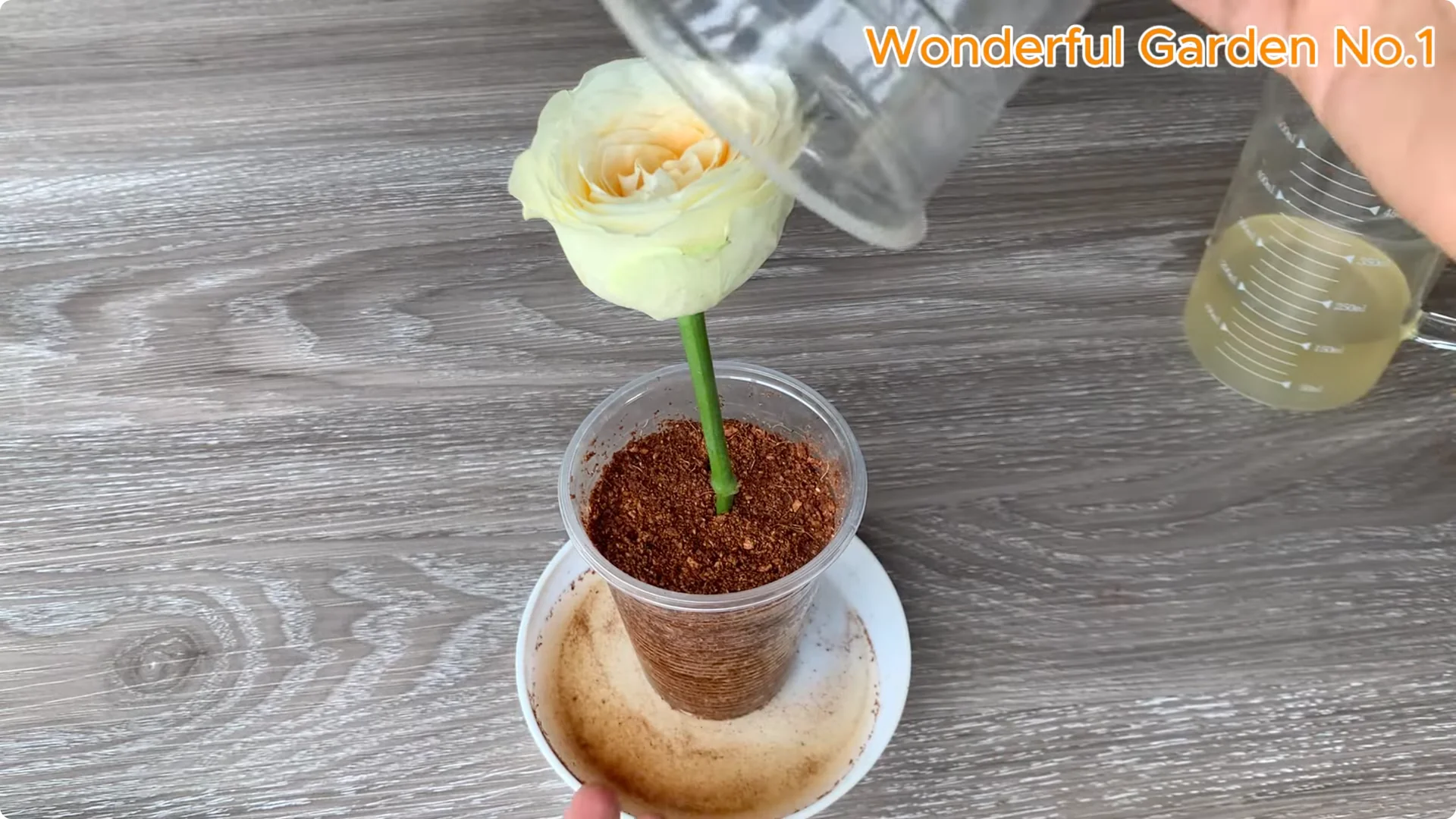 How Beer Boosts Root Growth in Rose Cuttings screenshot 24