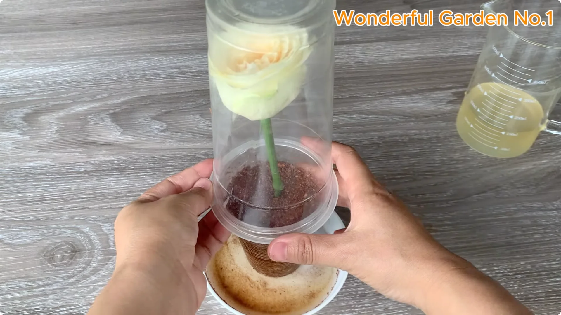 How Beer Boosts Root Growth in Rose Cuttings screenshot 25