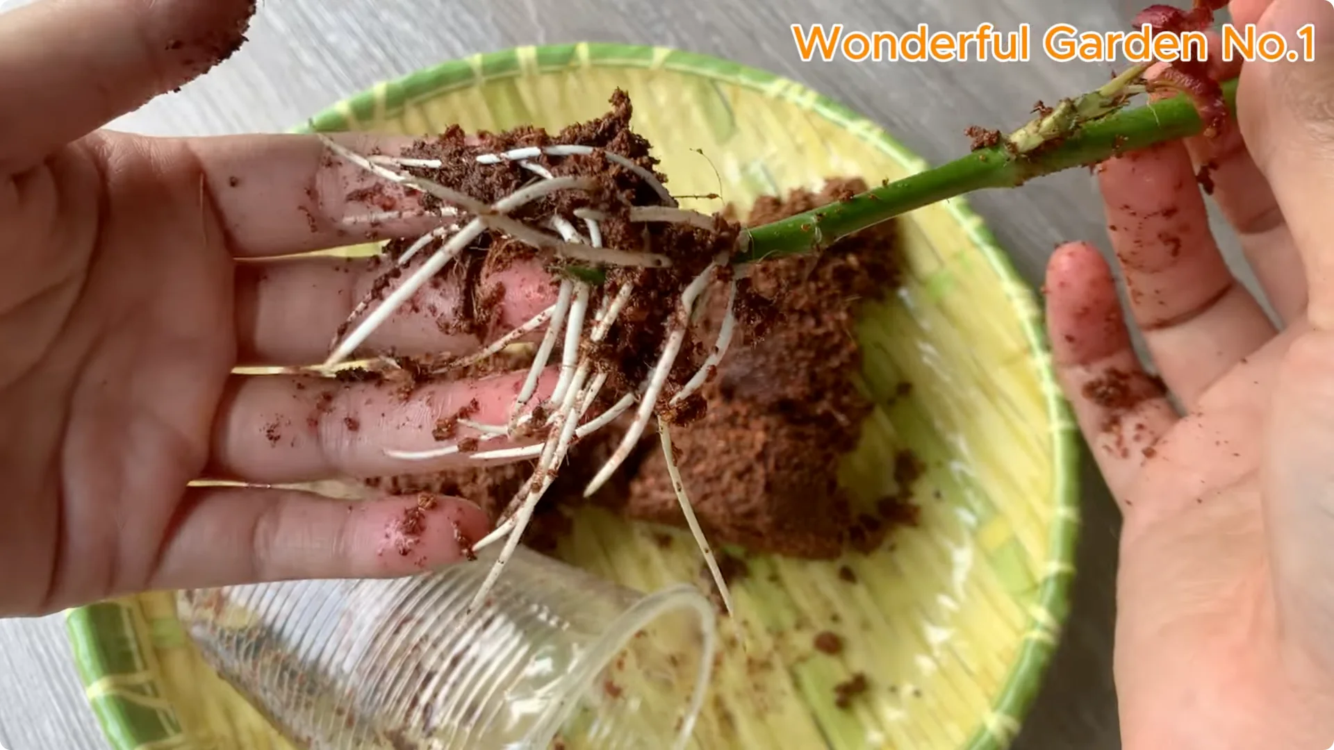 How Beer Boosts Root Growth in Rose Cuttings screenshot 26