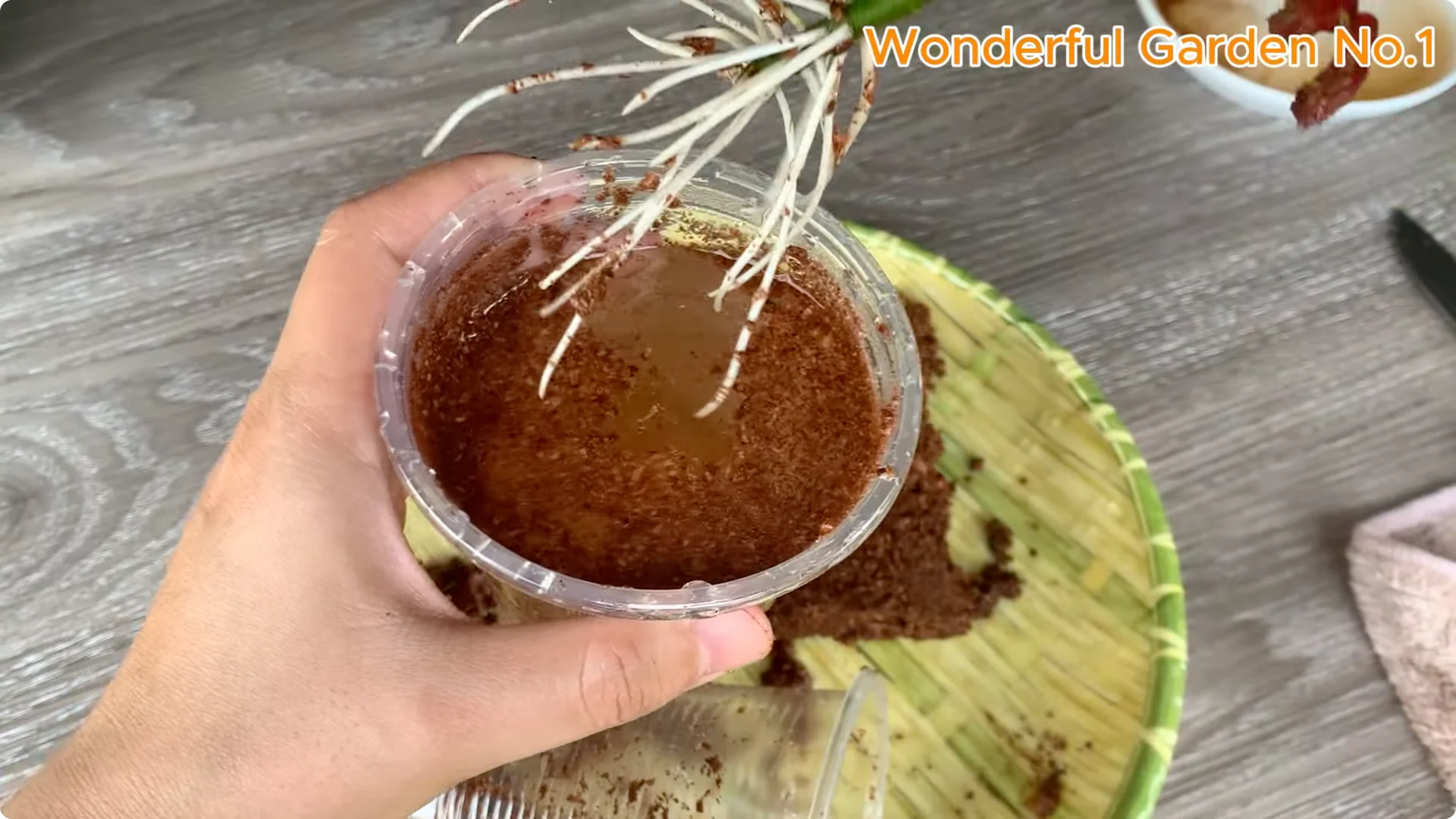 How Beer Boosts Root Growth in Rose Cuttings screenshot 27