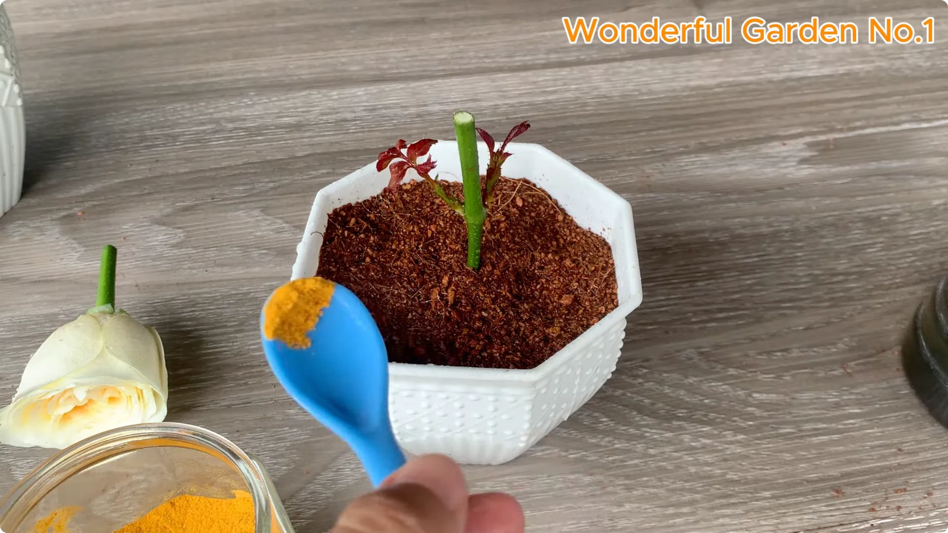 How Beer Boosts Root Growth in Rose Cuttings screenshot 28