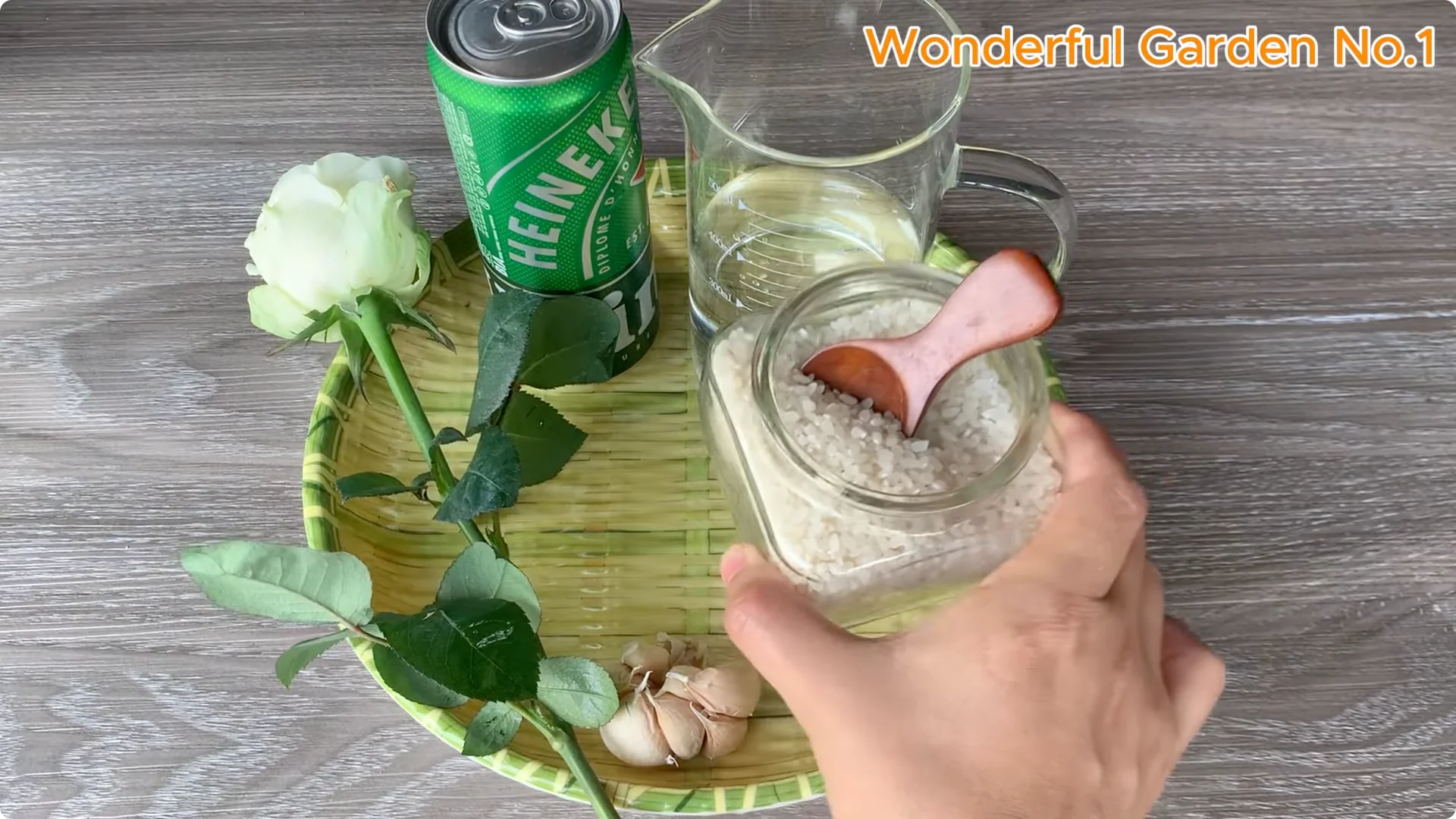 How Beer Boosts Root Growth in Rose Cuttings screenshot 3