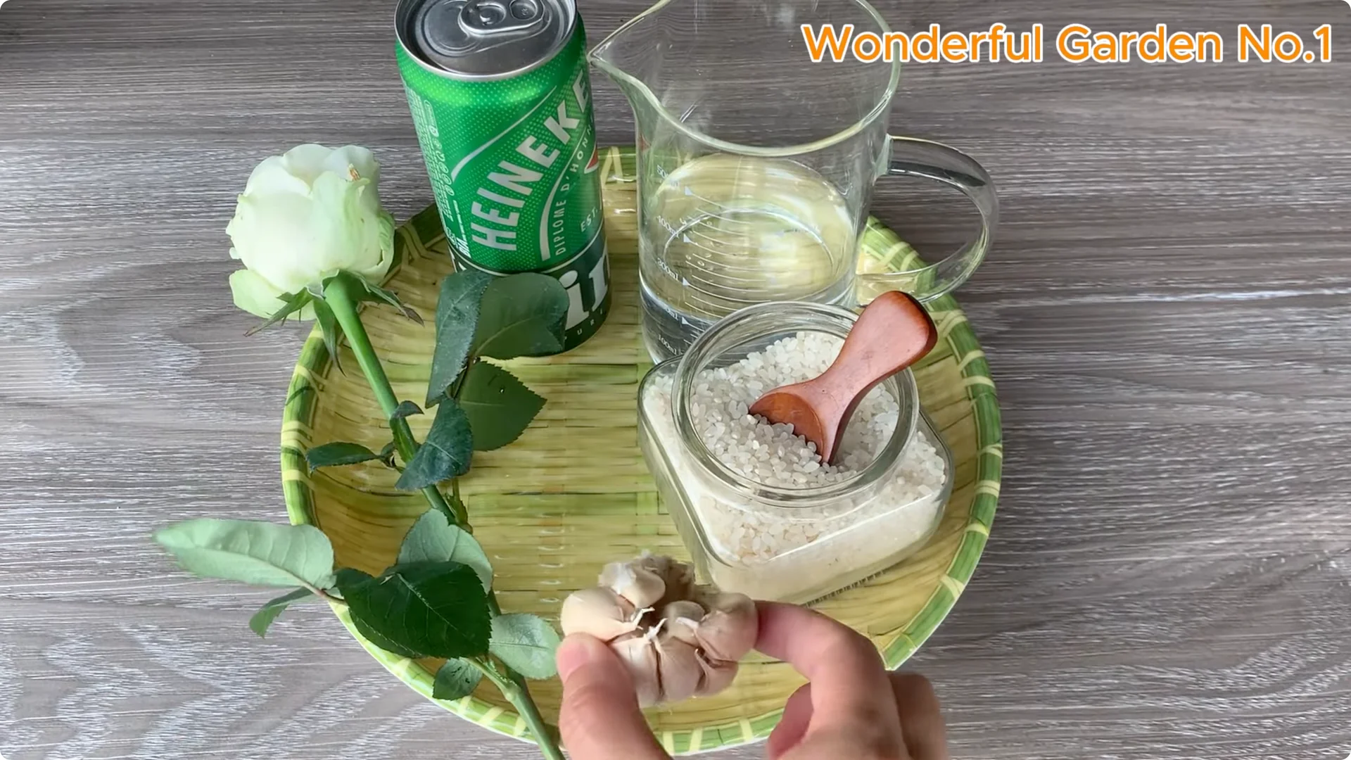 How Beer Boosts Root Growth in Rose Cuttings screenshot 4