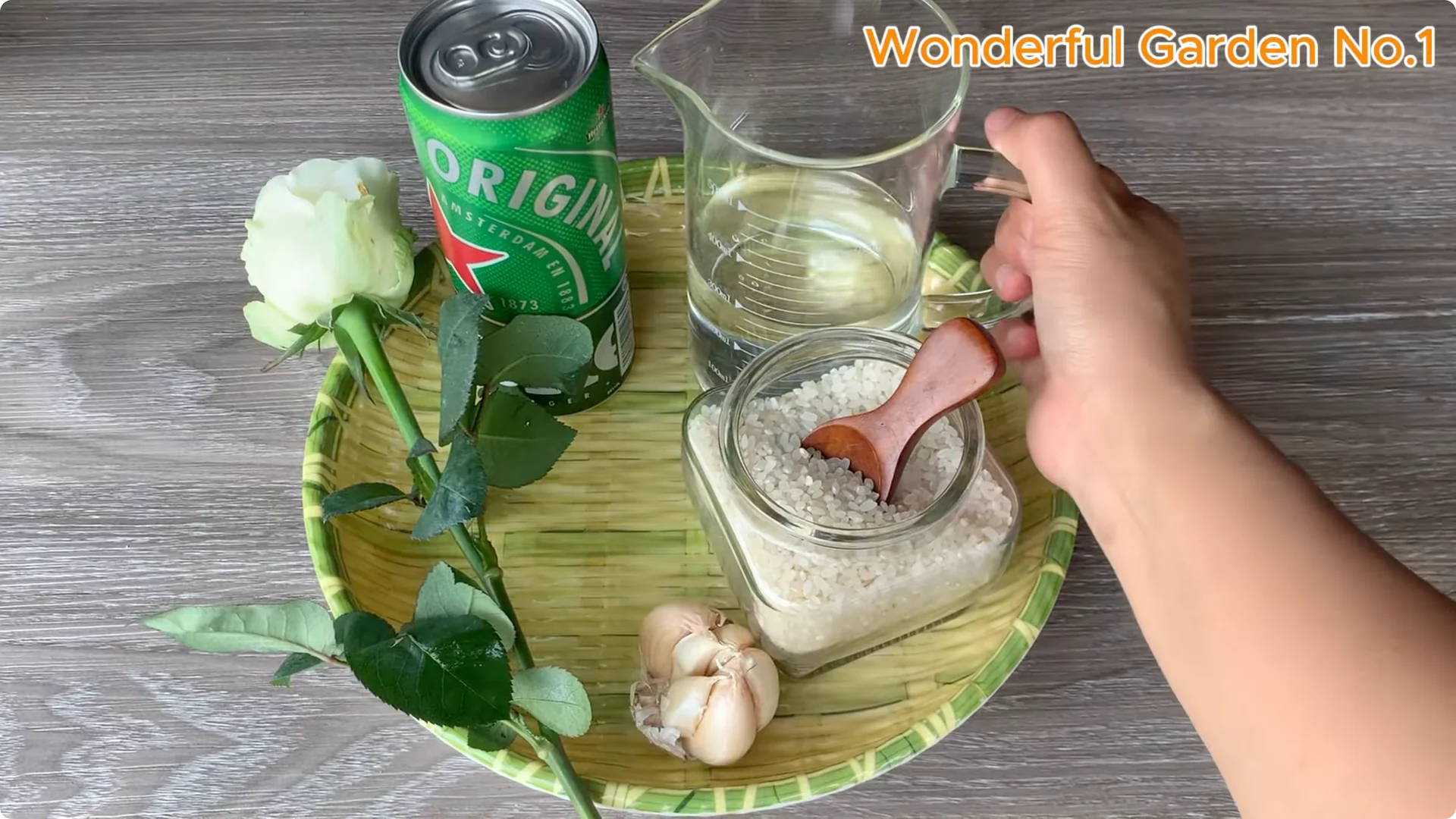 How Beer Boosts Root Growth in Rose Cuttings screenshot 6