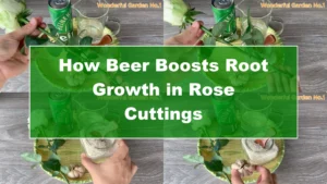 How Beer Boosts Root Growth in Rose Cuttings - Featured Image