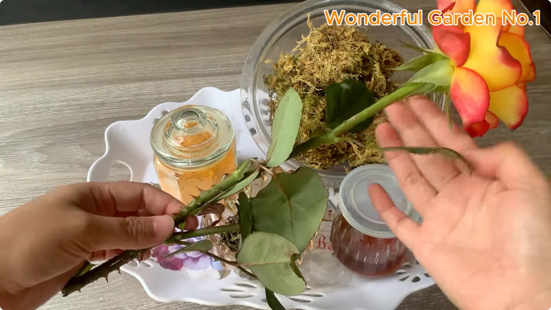 How Did Just Tea! Orange Rose Grow 999 Roots Overnight? screenshot 1