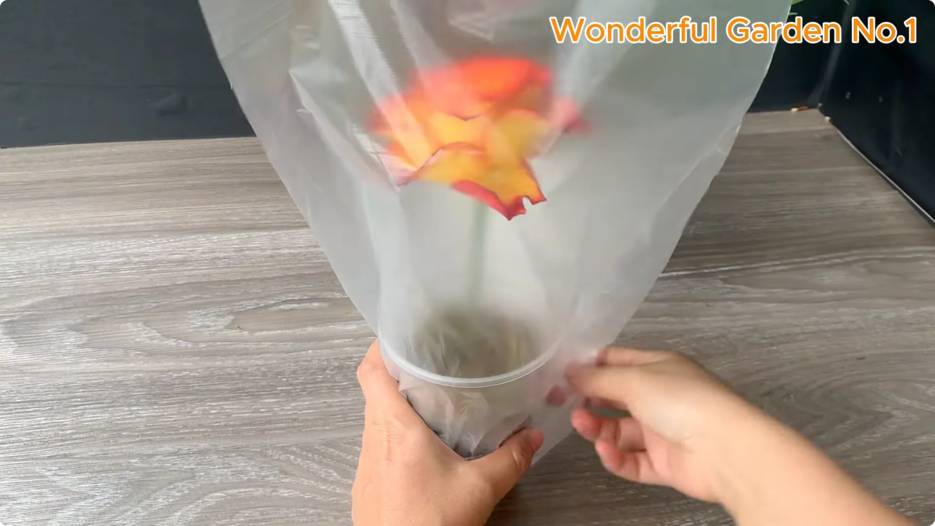 How Did Just Tea! Orange Rose Grow 999 Roots Overnight? screenshot 7