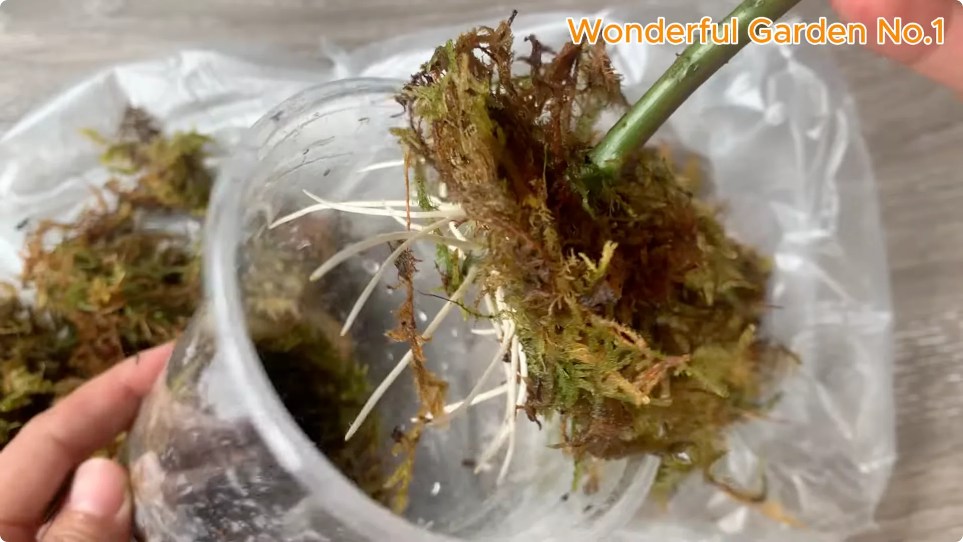 How Did Just Tea! Orange Rose Grow 999 Roots Overnight? screenshot 8