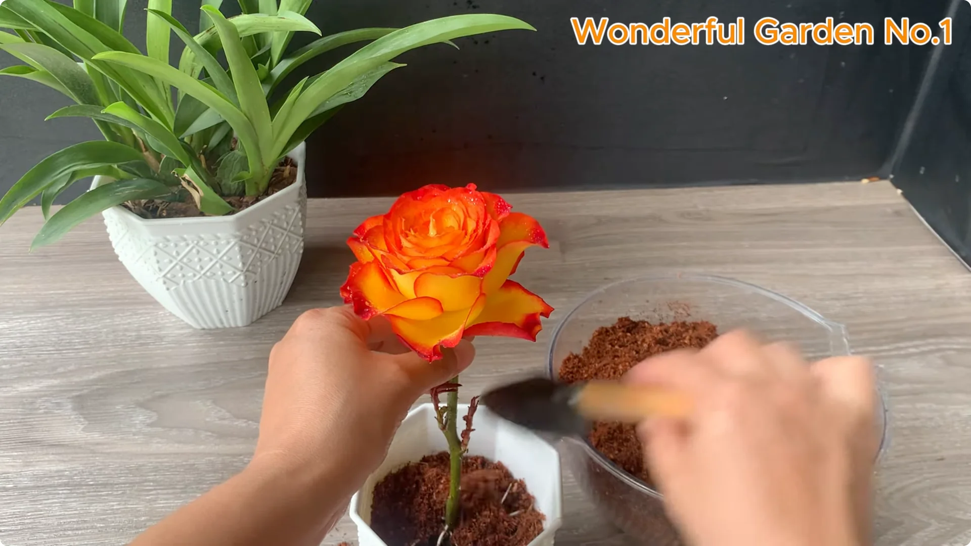 How Did Just Tea! Orange Rose Grow 999 Roots Overnight? screenshot 9