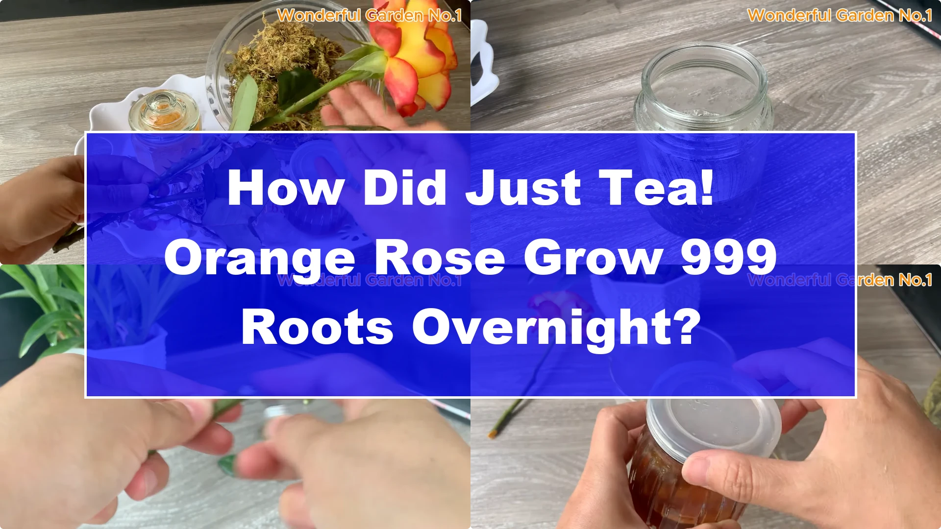 How Did Just Tea! Orange Rose Grow 999 Roots Overnight? - Featured Image
