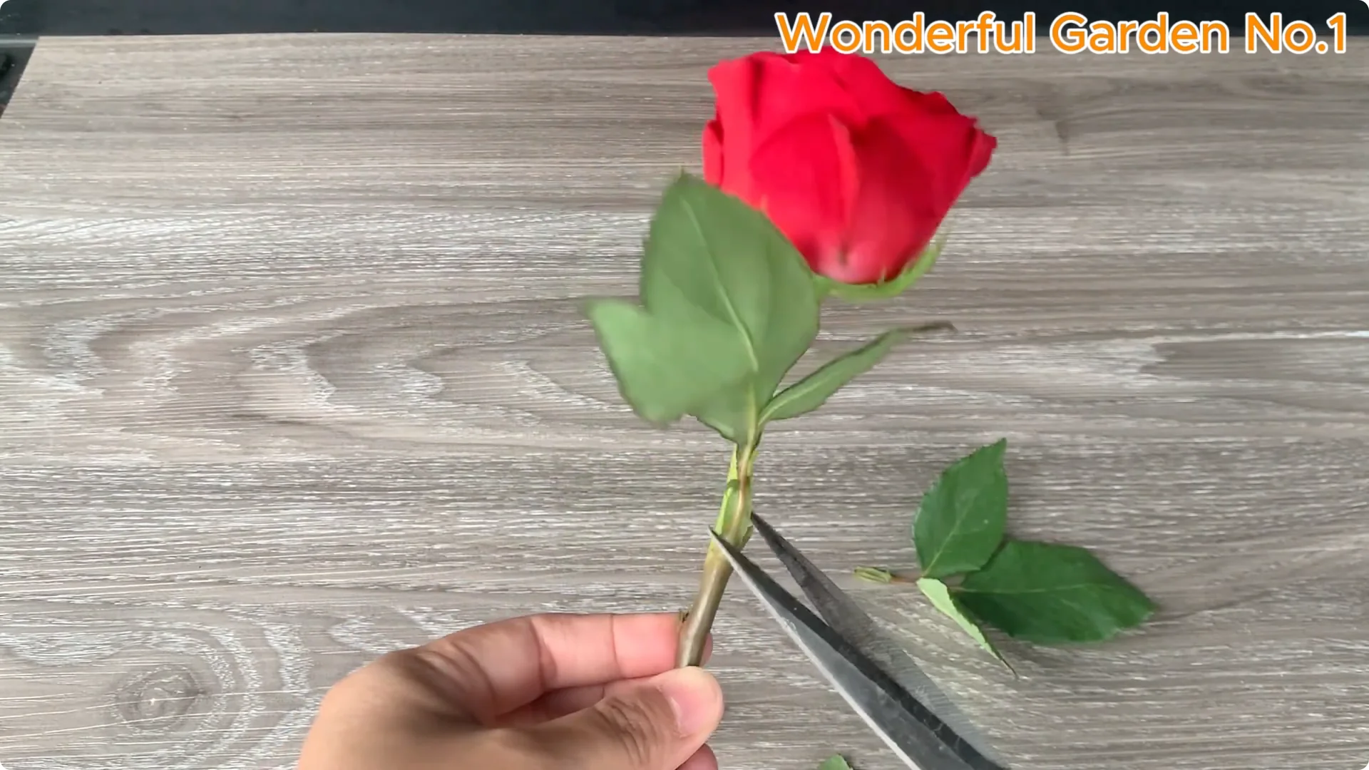 How Does Coca-Cola Help You Propagate Roses Easily? screenshot 1