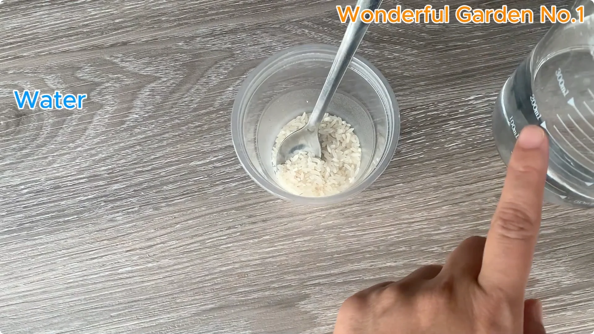 How Does Coca-Cola Help You Propagate Roses Easily? screenshot 5