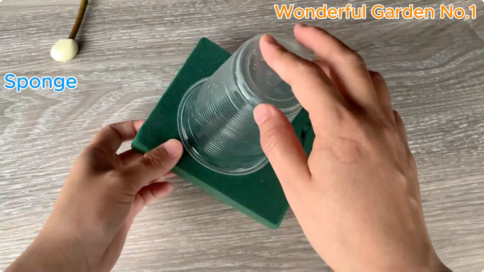 How Does Coca-Cola Help You Propagate Roses Easily? screenshot 7