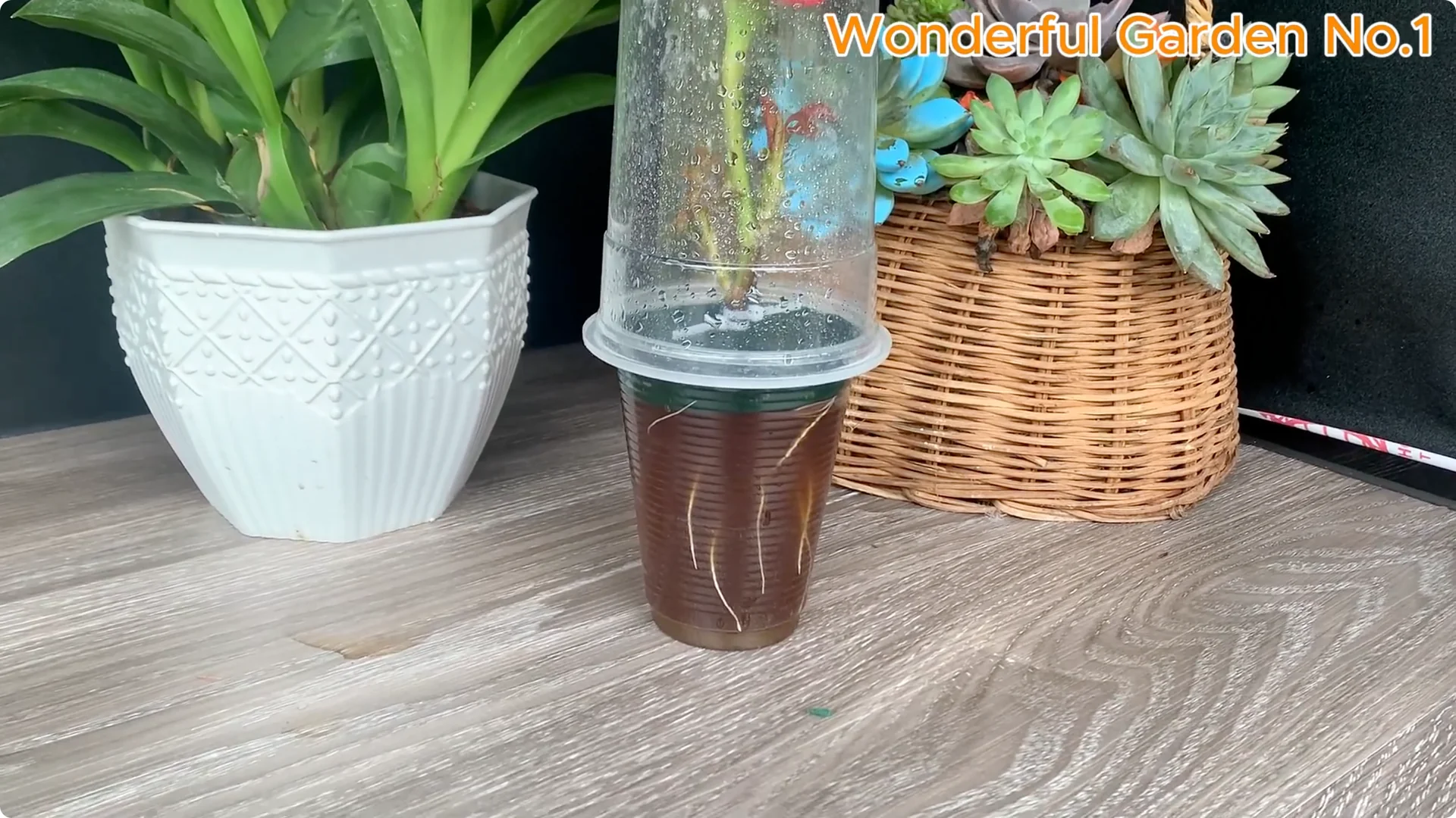 How Does Coca-Cola Help You Propagate Roses Easily? screenshot 9