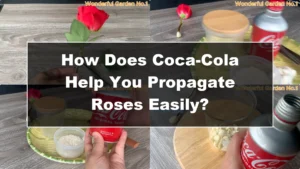 How Does Coca-Cola Help You Propagate Roses Easily? - Featured Image