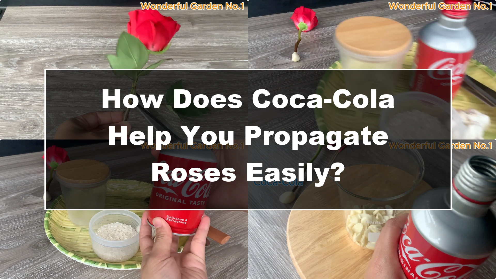 How Does Coca-Cola Help You Propagate Roses Easily? - Featured Image